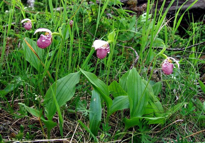 Image of Cypripedium guttatum specimen.