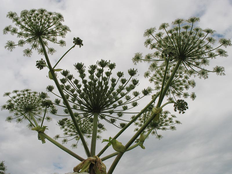 Изображение особи Heracleum sosnowskyi.