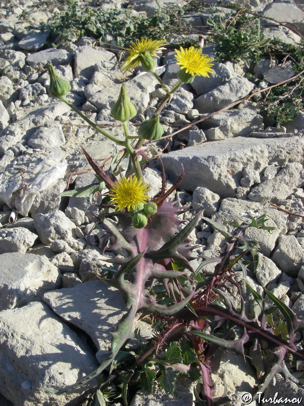 Image of Sonchus oleraceus specimen.