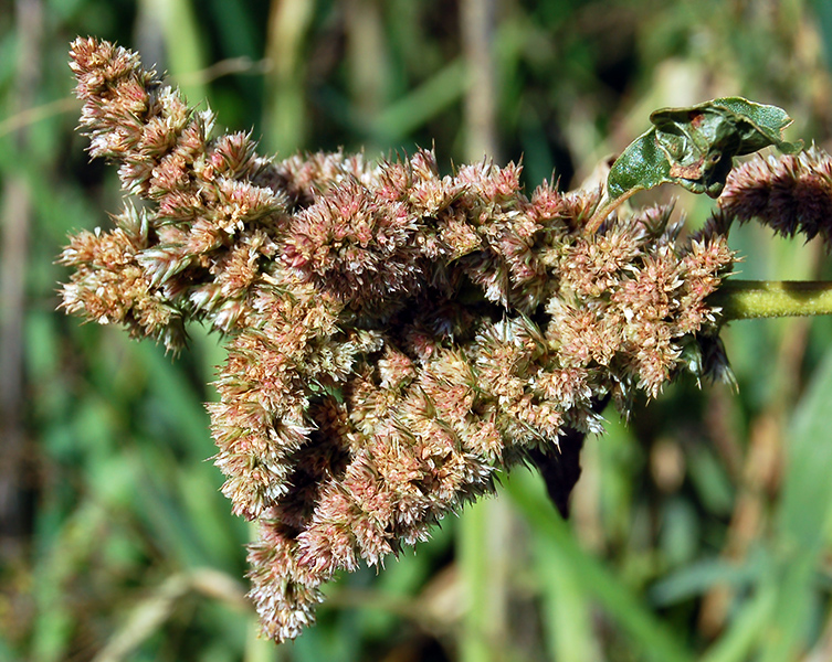 Изображение особи Amaranthus retroflexus.