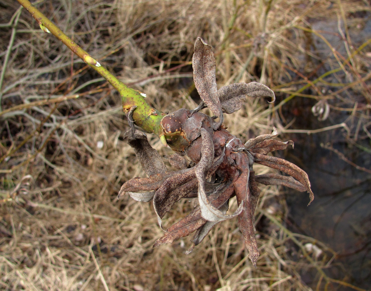 Image of Salix gmelinii specimen.