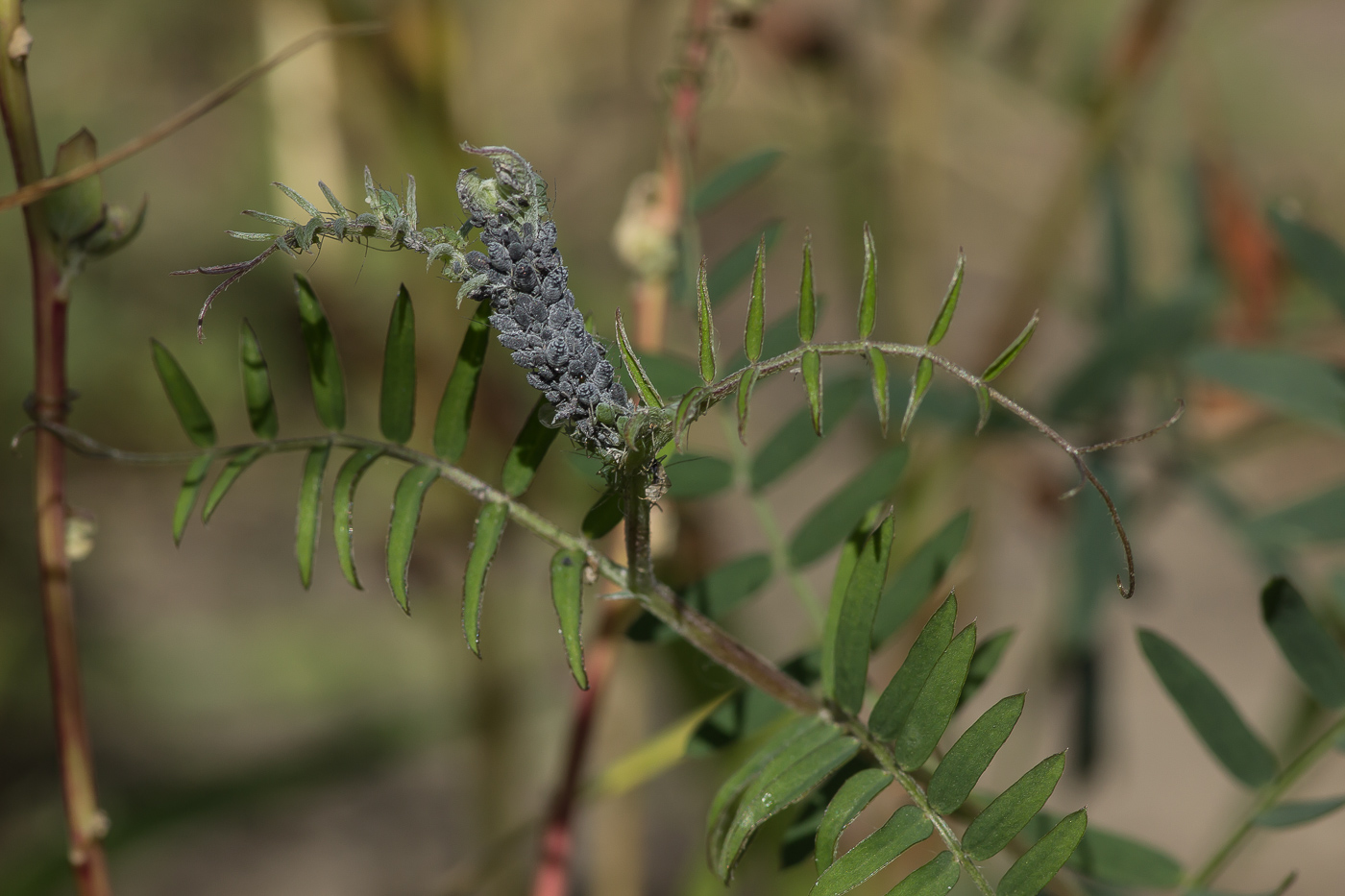 Изображение особи Vicia hirsuta.