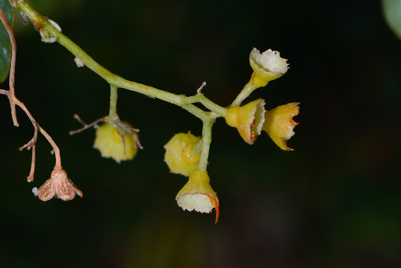 Image of Cordia sinensis specimen.