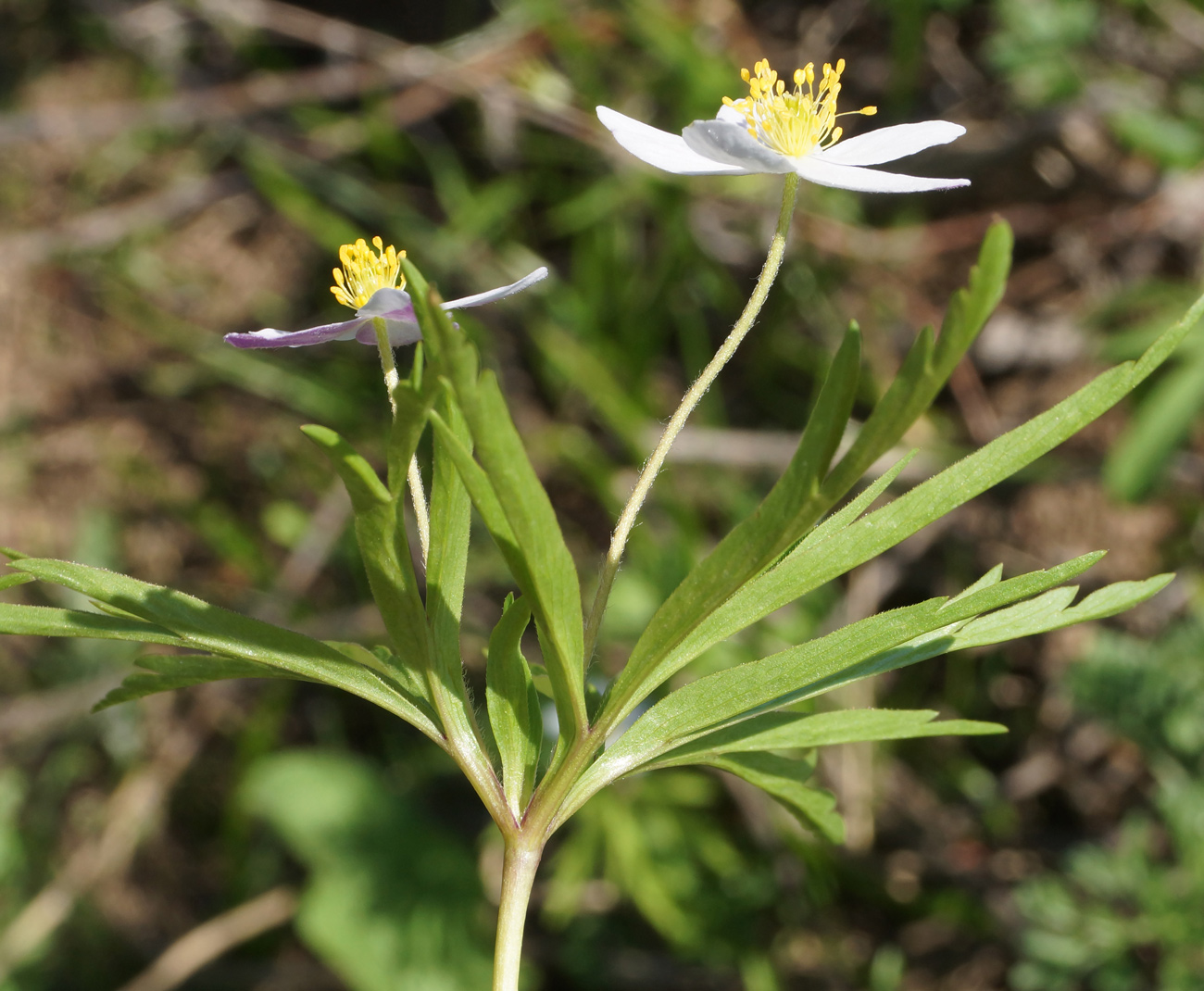 Image of Anemone caerulea specimen.