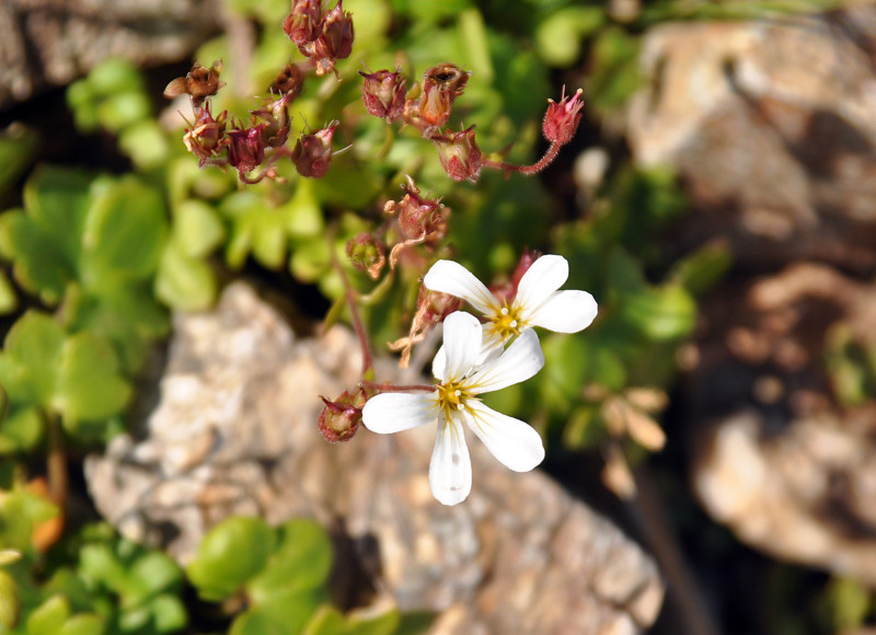 Image of Saxifraga sibirica specimen.