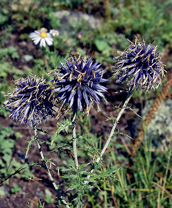 Image of Echinops ruthenicus specimen.