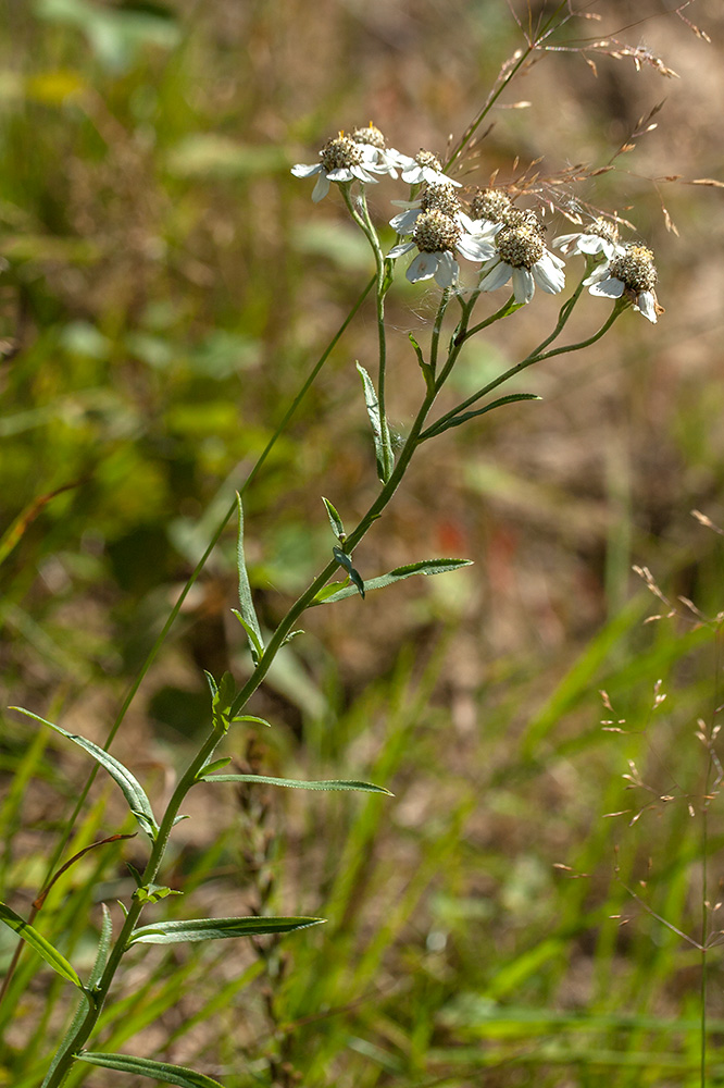 Image of Achillea ptarmica specimen.