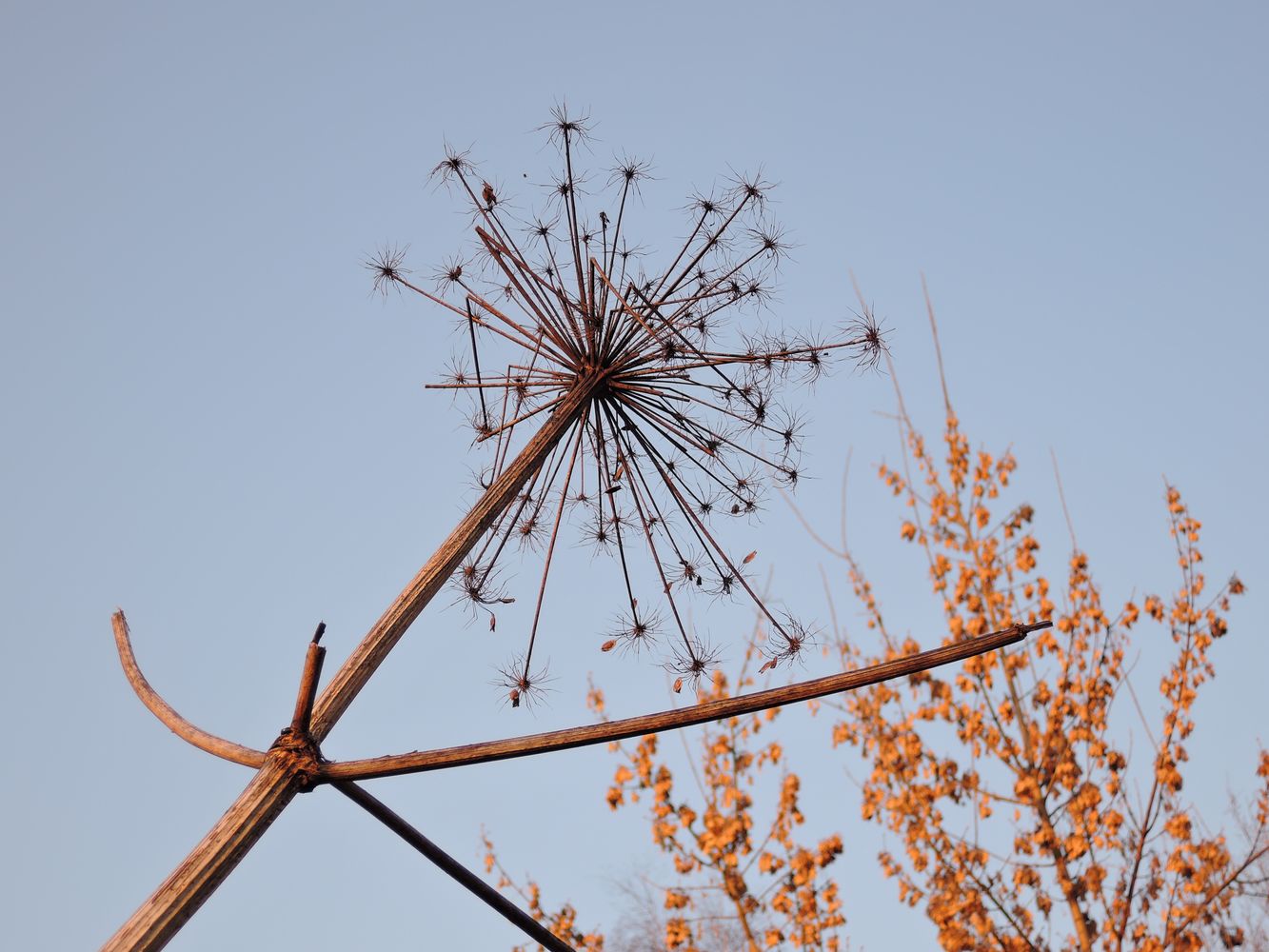 Image of Heracleum sosnowskyi specimen.