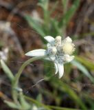 Leontopodium fedtschenkoanum