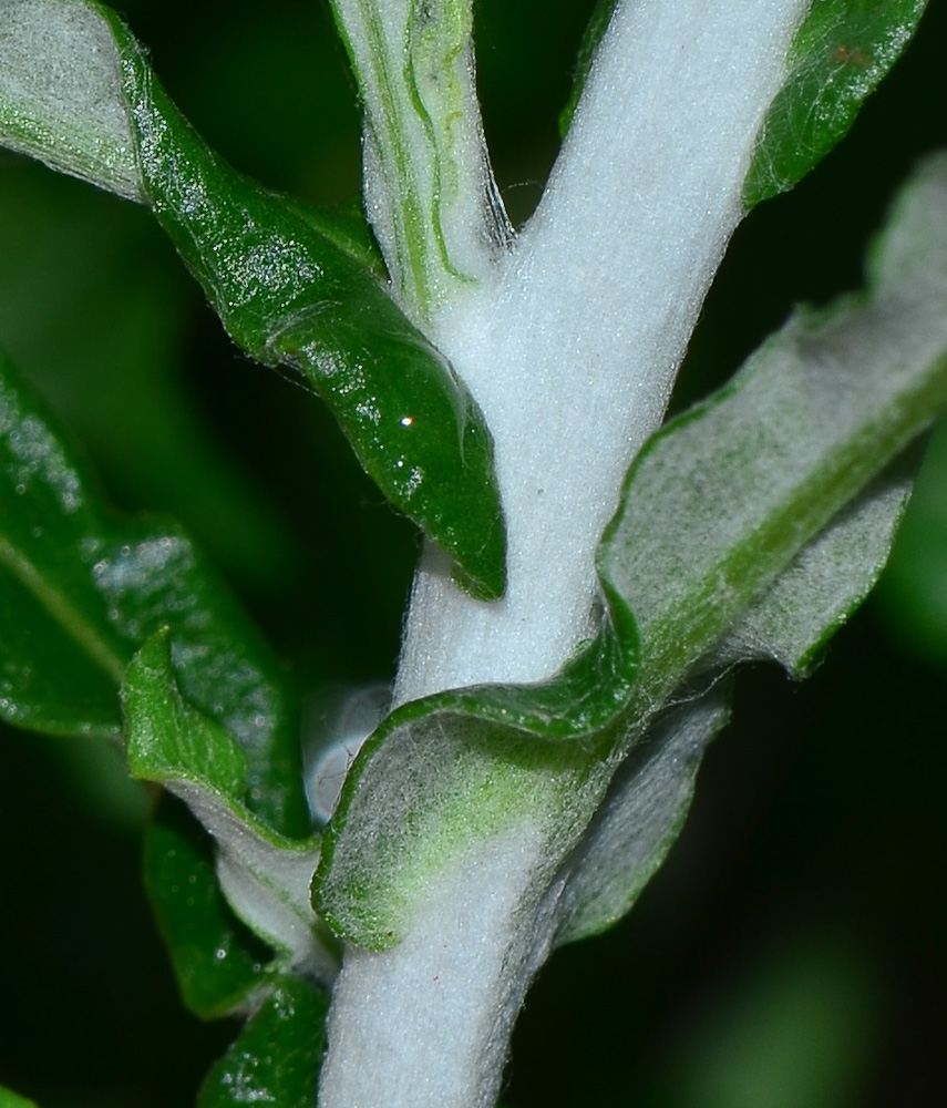 Image of Phagnalon rupestre specimen.