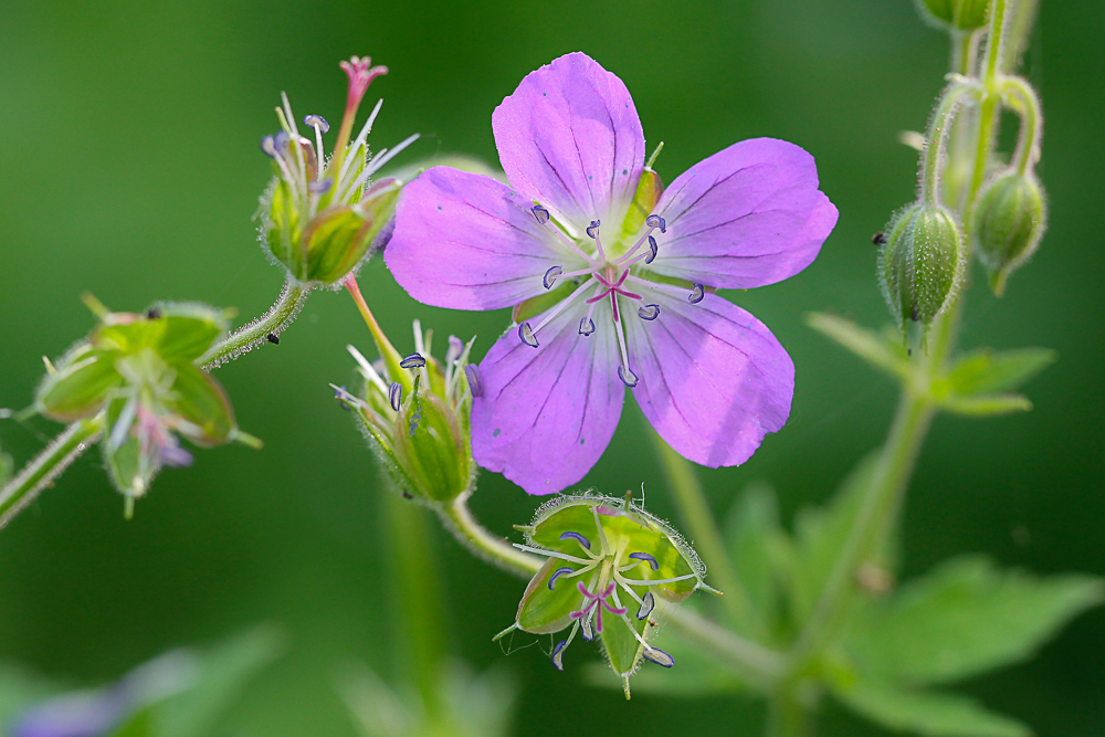 Изображение особи Geranium sylvaticum.