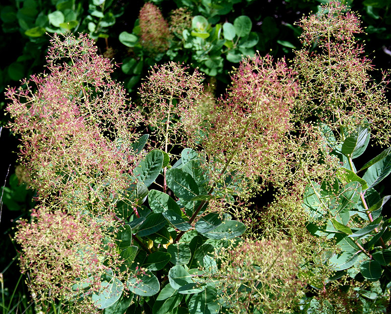 Изображение особи Cotinus coggygria.