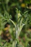 Heracleum sibiricum