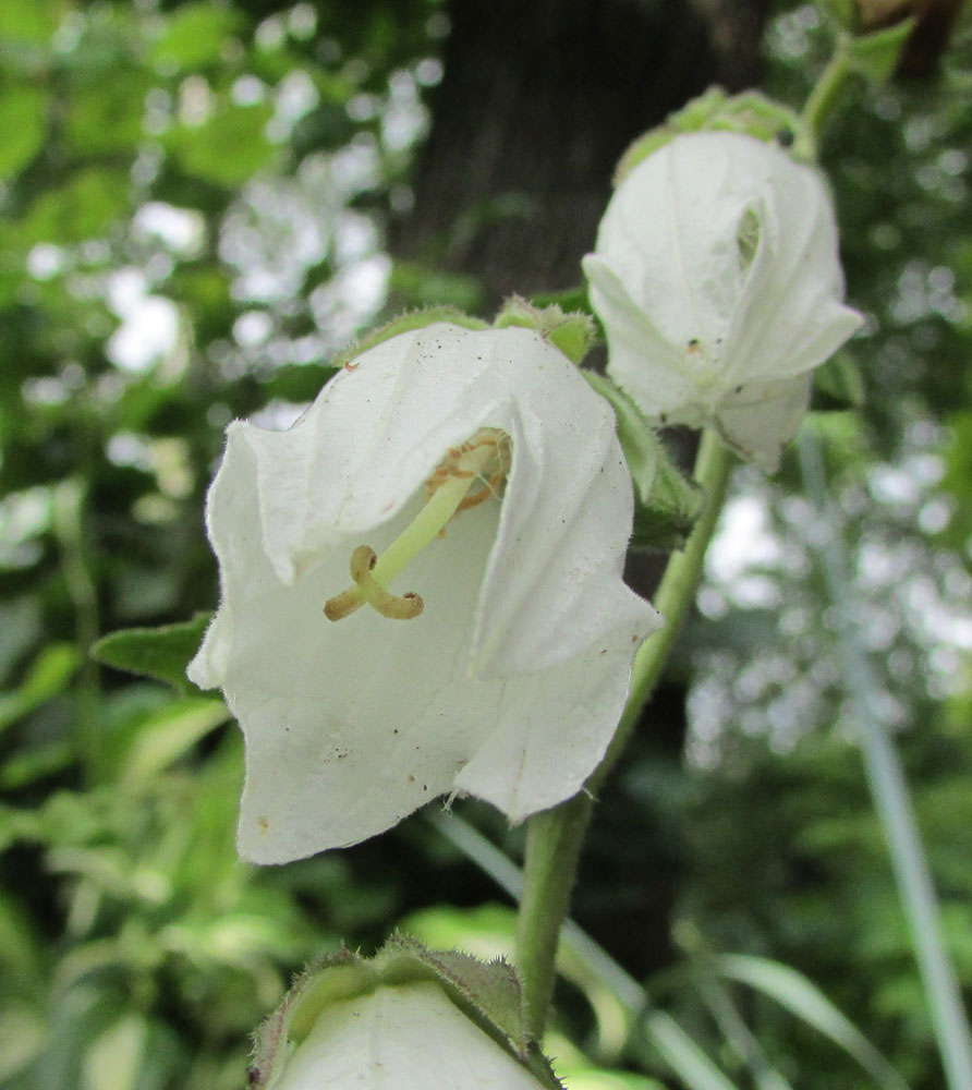 Image of Campanula makaschvilii specimen.