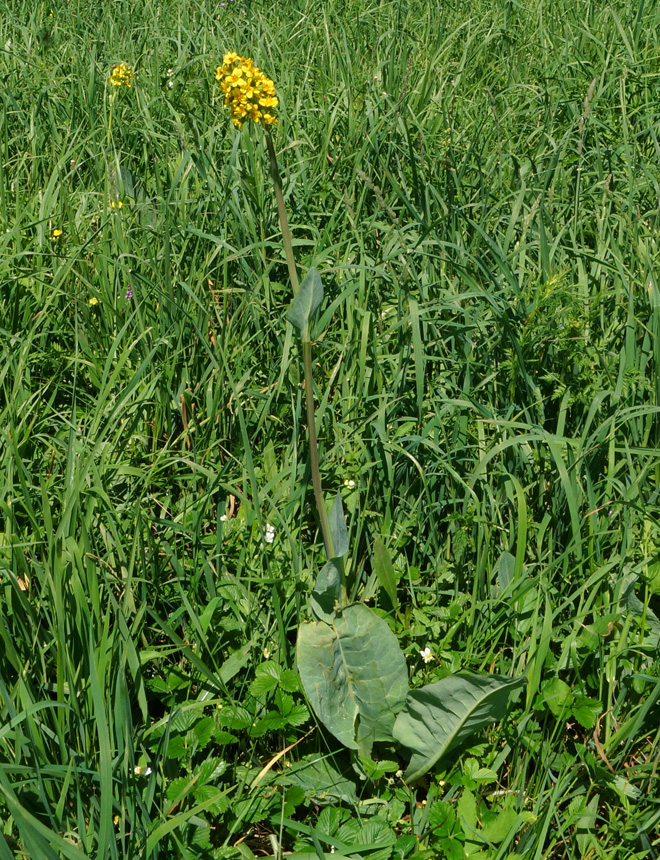 Image of Ligularia altaica specimen.