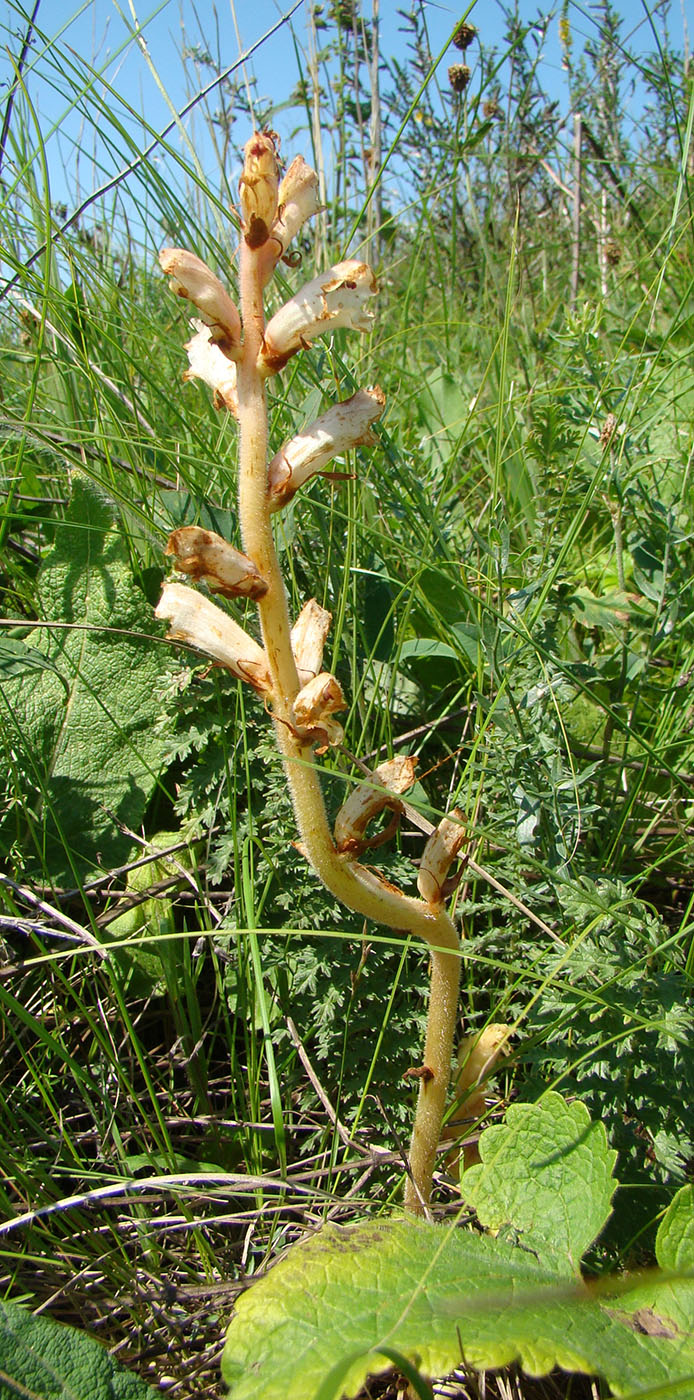 Image of Orobanche alba specimen.