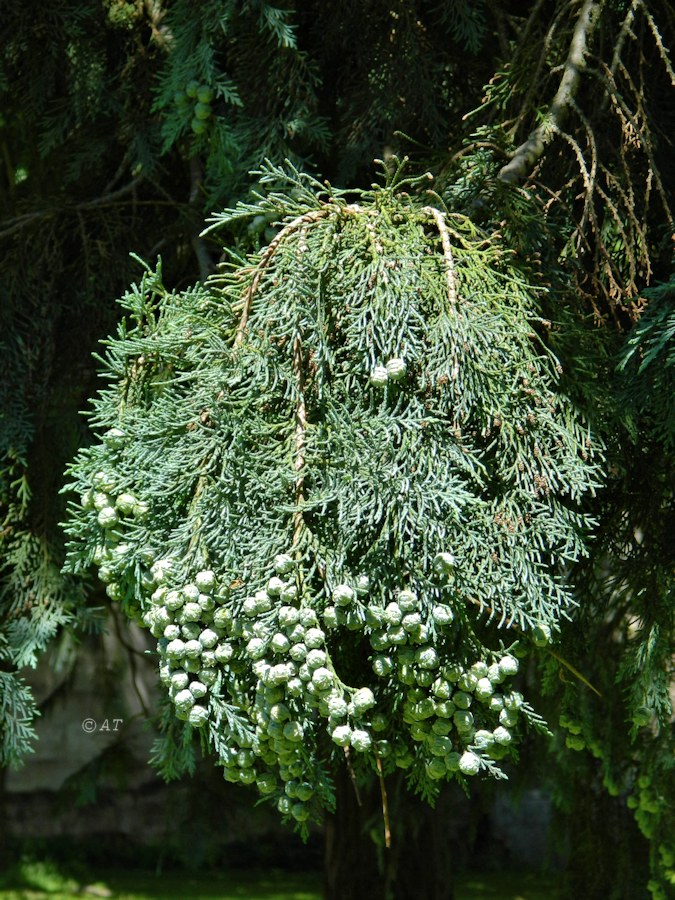 Image of genus Cupressus specimen.