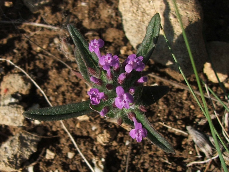 Image of Ziziphora capitata specimen.