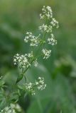 Galium album. Соцветие. Санкт-Петербург, Пушкинский р-н, Павловский парк, правый высокий берег р. Славянки. 23.06.2016.