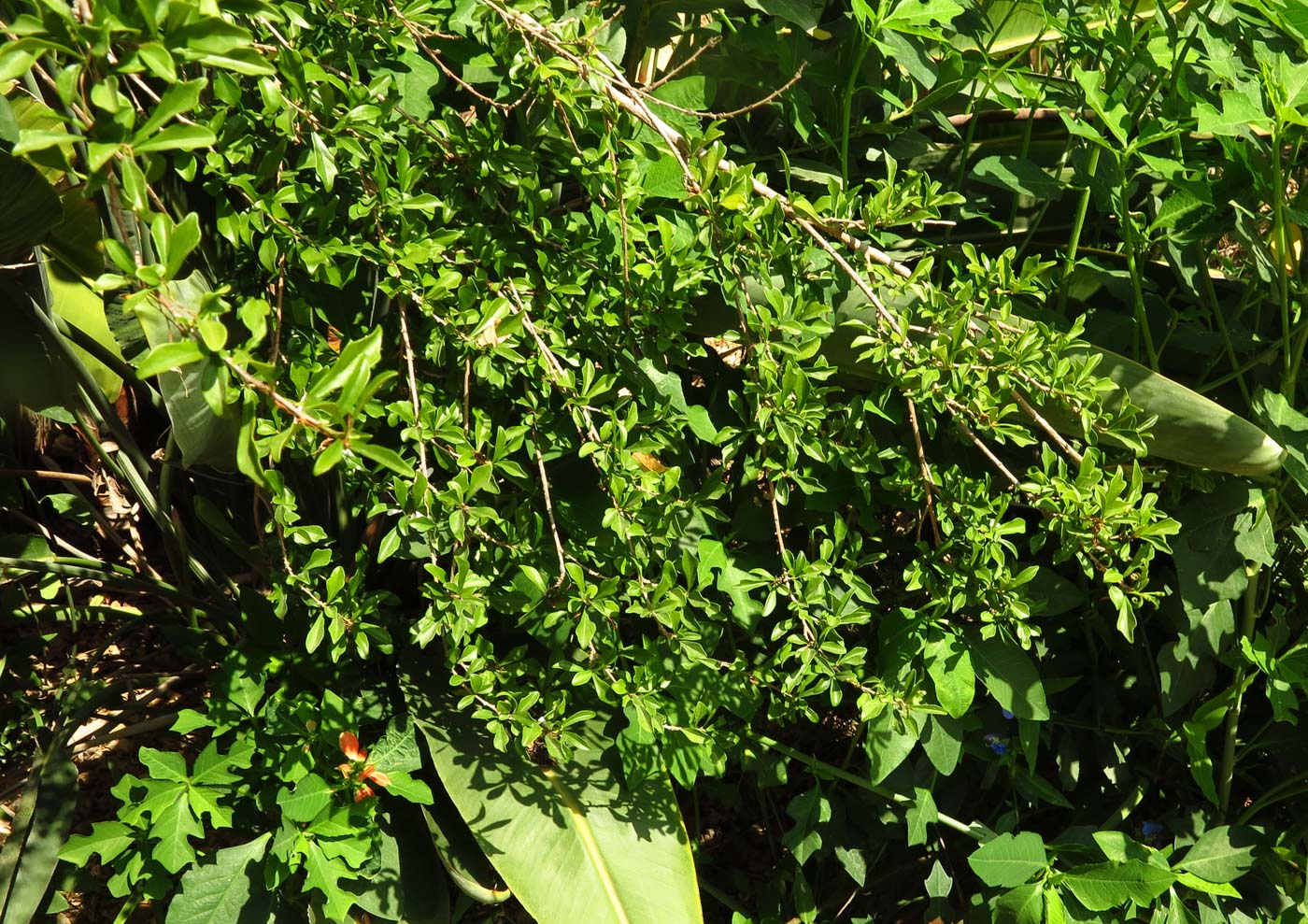 Image of Turraea obtusifolia specimen.