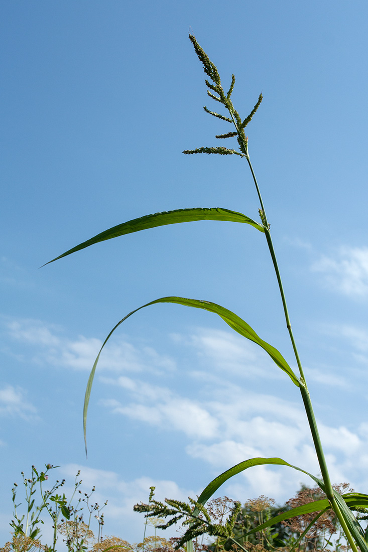 Изображение особи Echinochloa crus-galli.