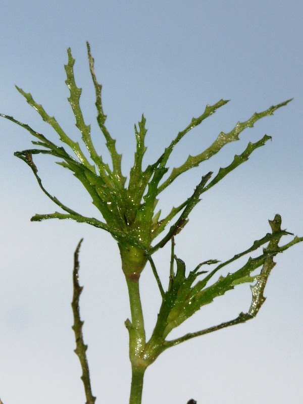 Image of Najas marina specimen.