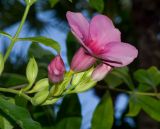 Allamanda blanchetii. Соцветие с бутонами и цветком. Таиланд, о-в Пхукет, курорт Ката. 09.01.2017.