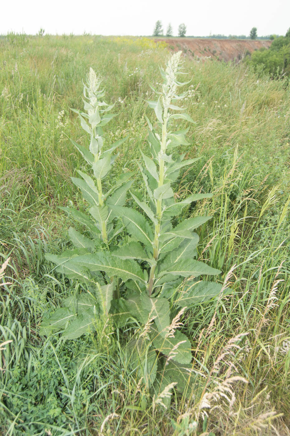 Image of Verbascum lychnitis specimen.