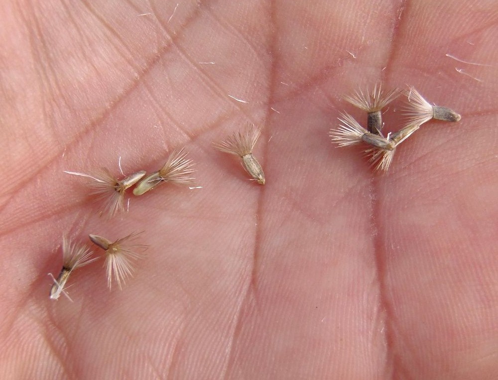 Image of Centaurea adpressa specimen.