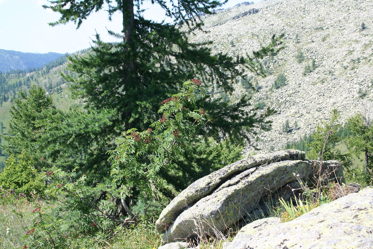 Image of Sorbus sibirica specimen.