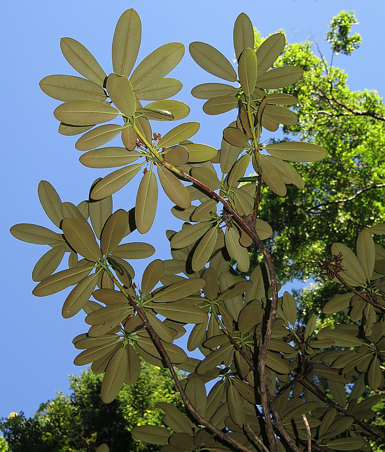 Image of Rhododendron fauriei specimen.