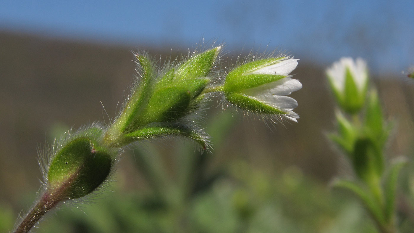 Image of Cerastium brachypetalum ssp. tauricum specimen.