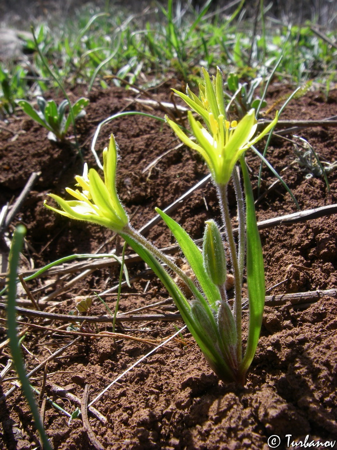 Image of Gagea villosa specimen.