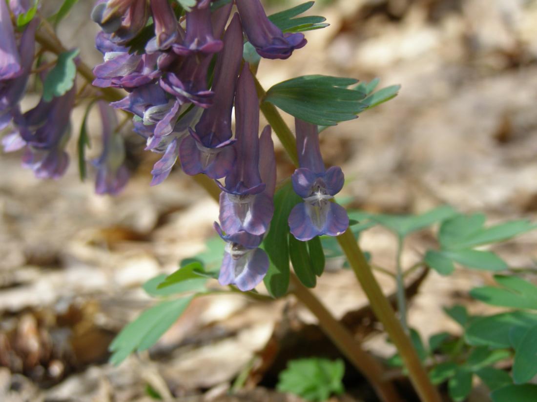 Изображение особи Corydalis solida.