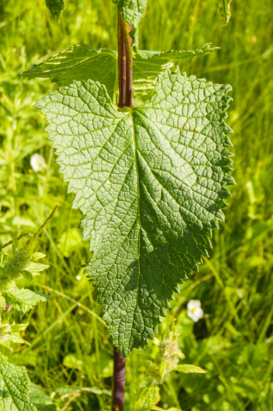 Image of Phlomoides tuberosa specimen.