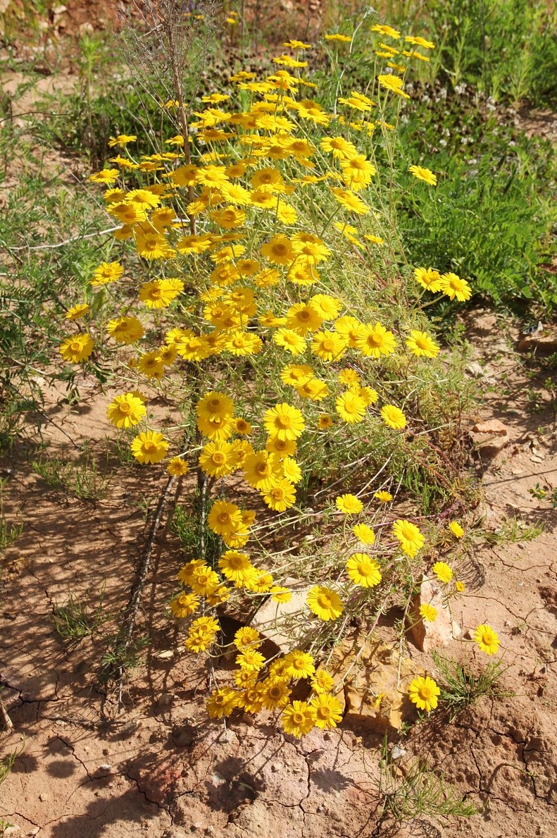 Image of Anthemis tinctoria specimen.