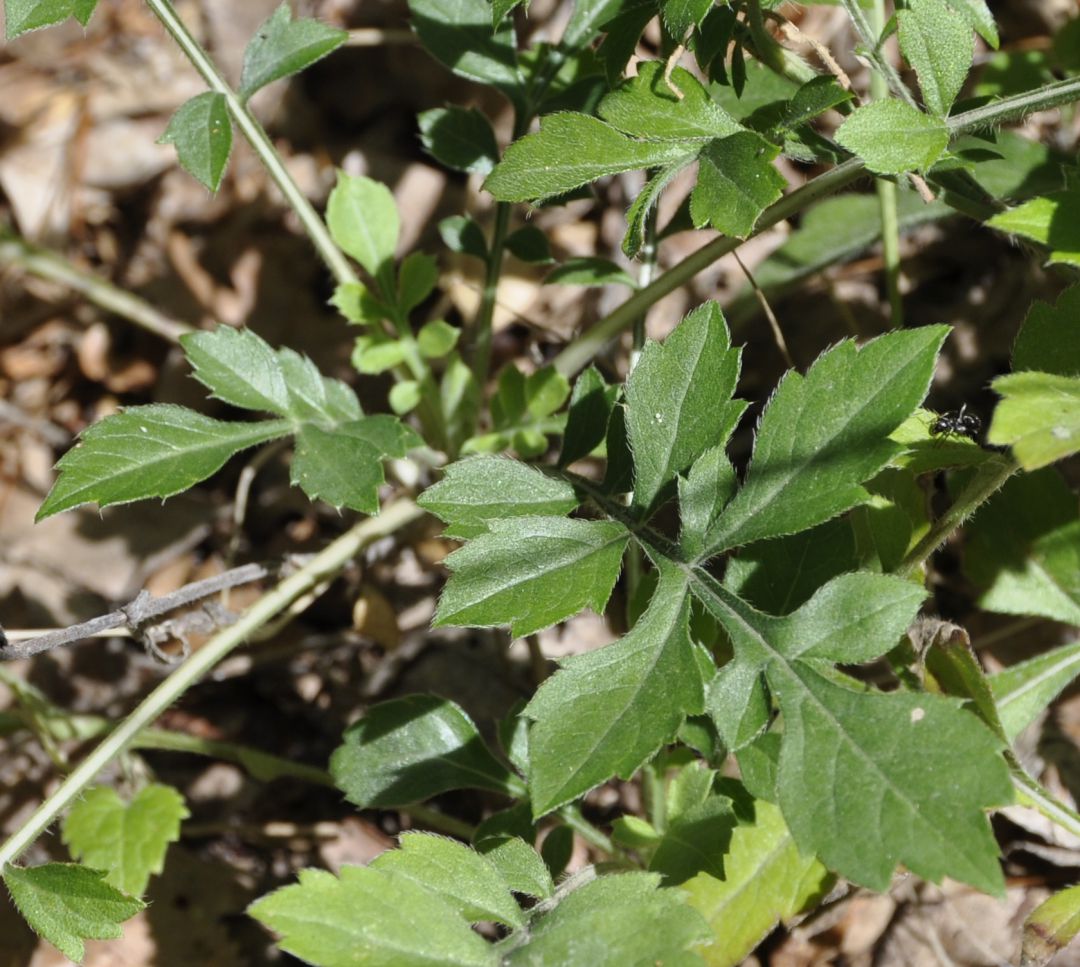 Image of Cephalaria leucantha specimen.