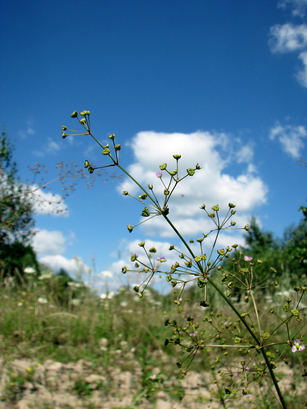 Image of Alisma lanceolatum specimen.