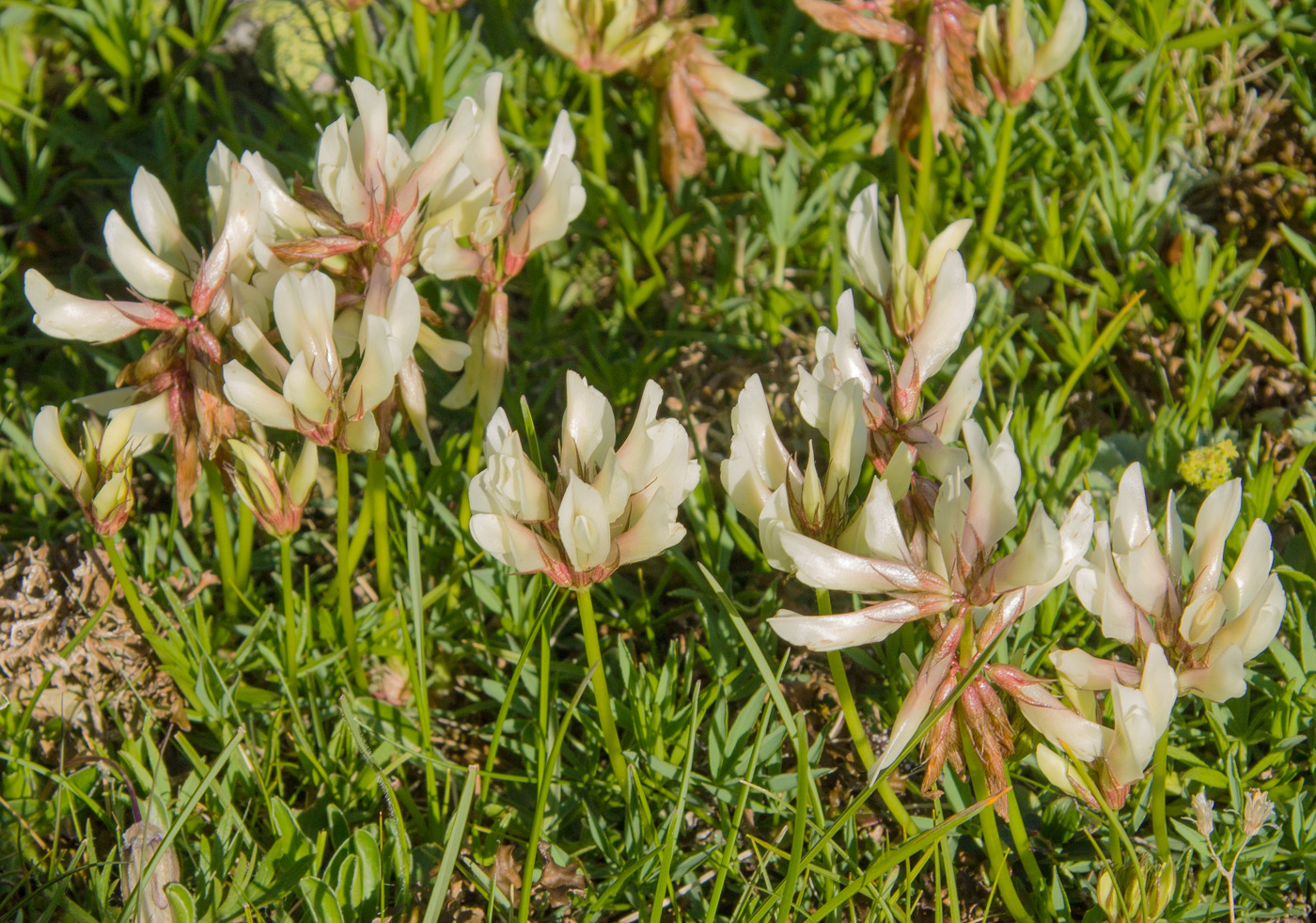 Изображение особи Trifolium polyphyllum.