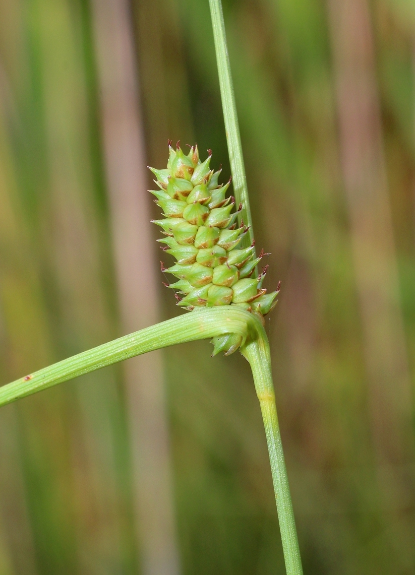 Изображение особи Carex extensa.