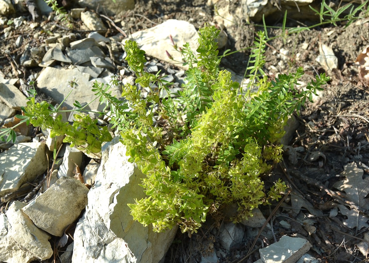 Image of Cruciata taurica specimen.