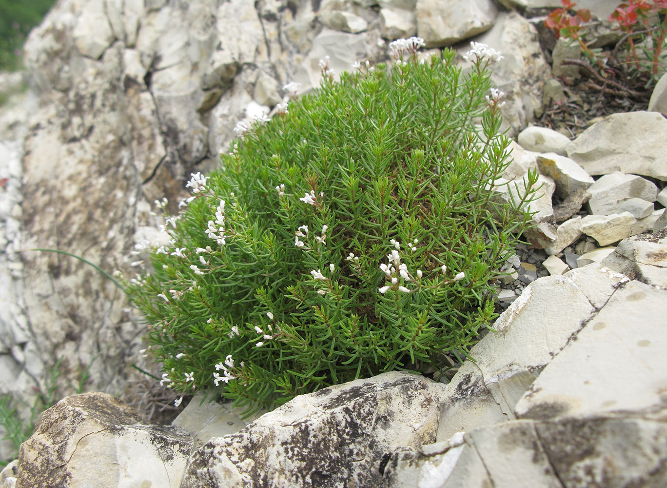 Изображение особи Asperula biebersteinii.