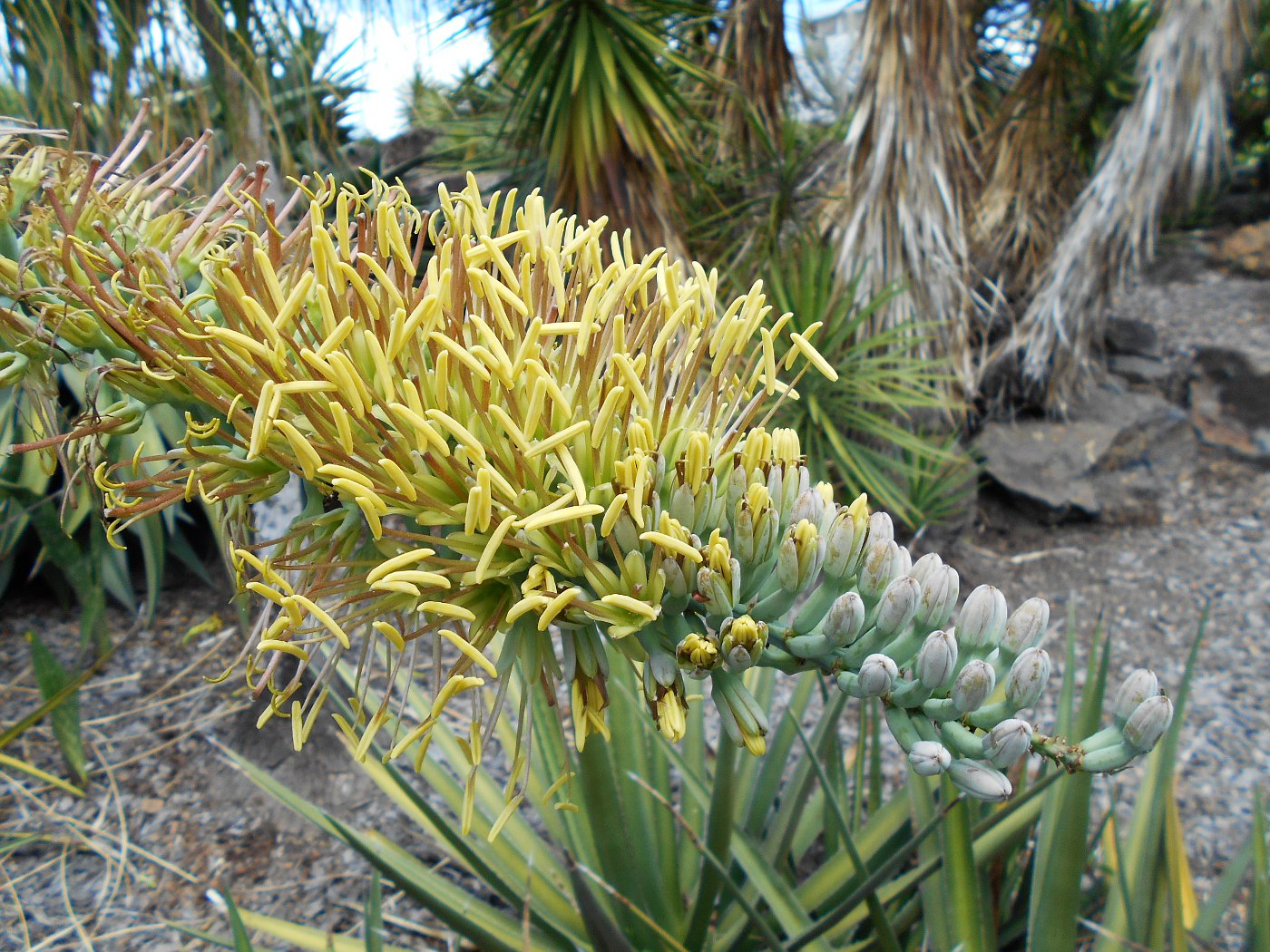 Image of Agave asperrima specimen.