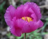 Paeonia daurica. Цветок. Крым, Бахчисарайский р-н, окр. с. Трудолюбовка, гора Кызыл-Чагир, грабово-дубовый лес. 05.05.2010.