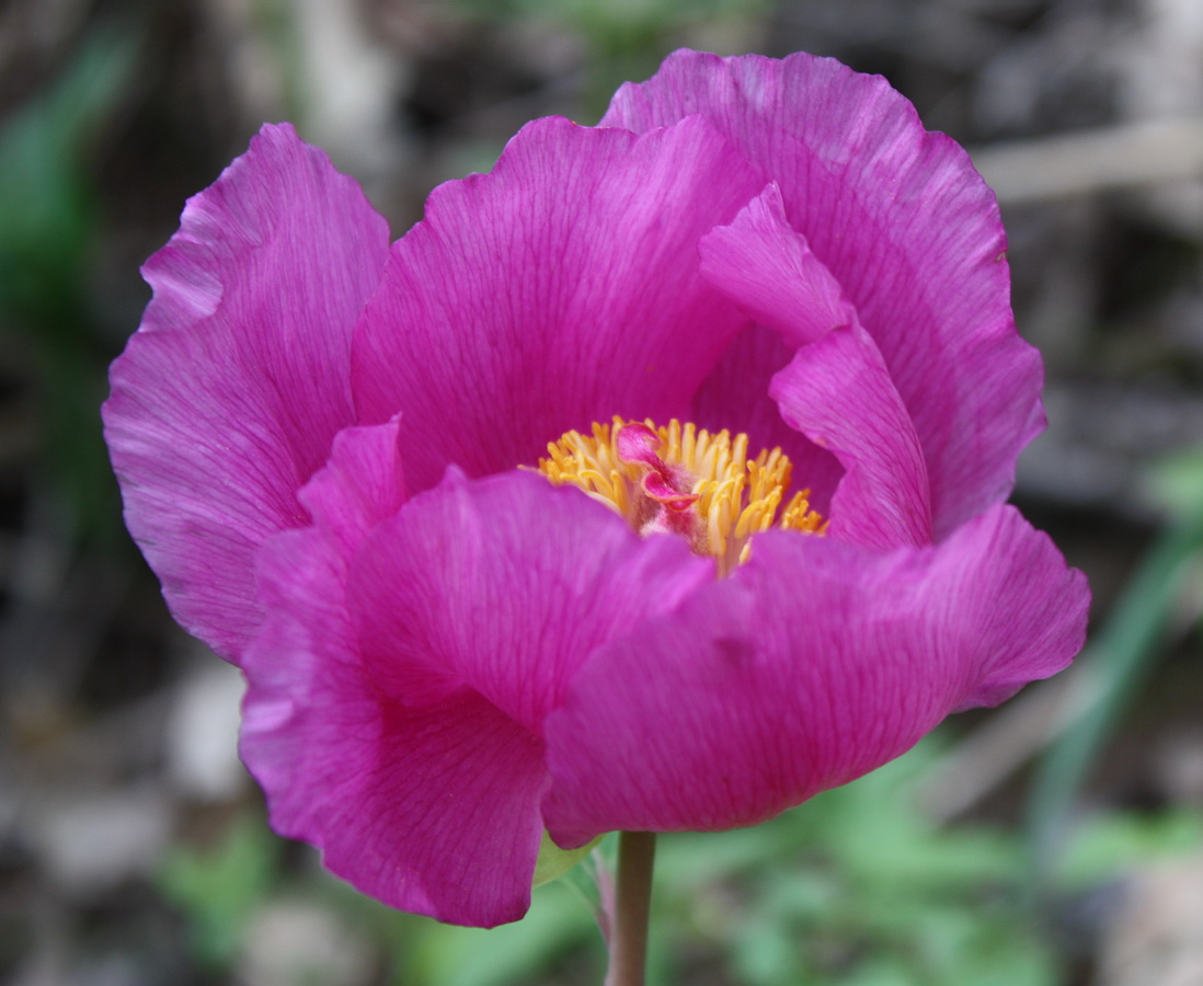 Image of Paeonia daurica specimen.