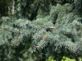Picea pungens form glauca. Нижние ветви. Восточный Казахстан, г. Усть-Каменогорск, парк Жастар, в культуре. 07.05.2017.