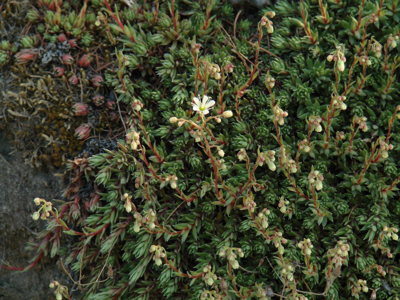 Image of Saxifraga spinulosa specimen.