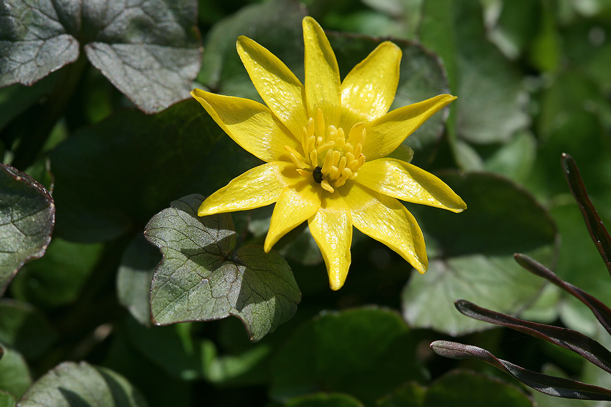 Image of Ficaria verna specimen.