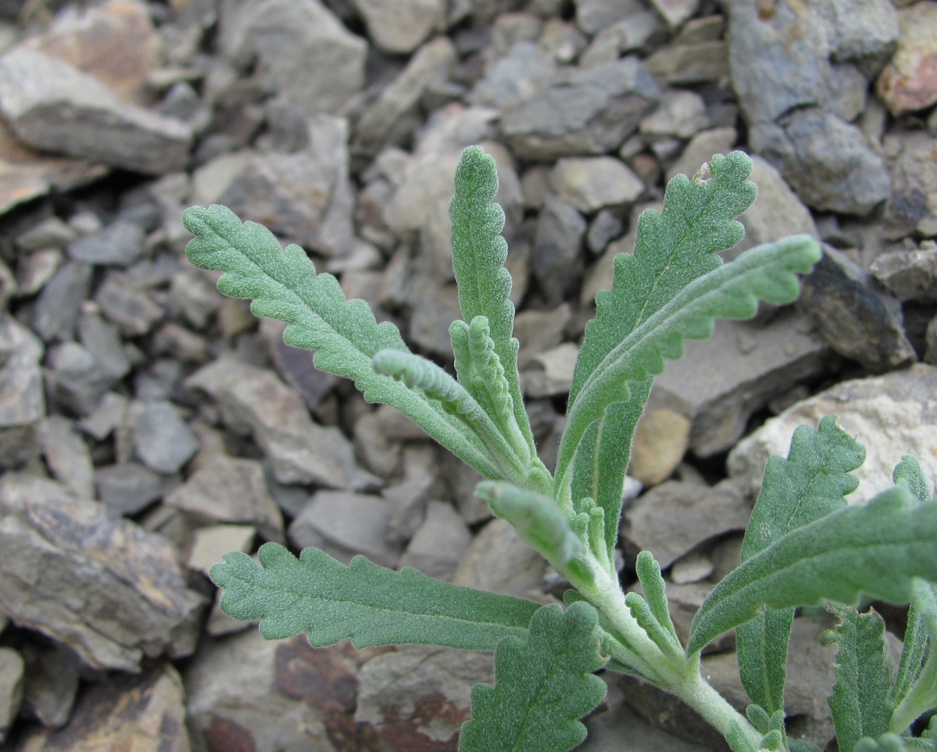 Изображение особи Teucrium capitatum.