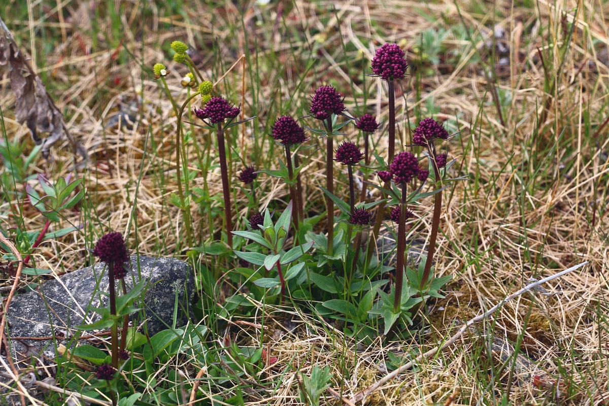 Image of Valeriana capitata specimen.